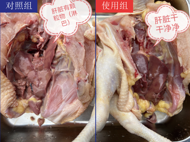益生菌案例——广东汕尾某肉鸡养殖基地实测